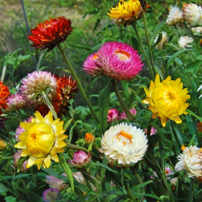 Смесь семян цветов «Застывшая музыка» 0,5 г