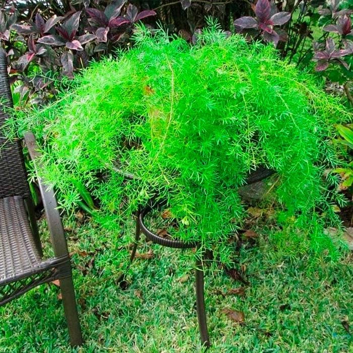 Насіння аспарагусу кімнатного «Спренгері» 