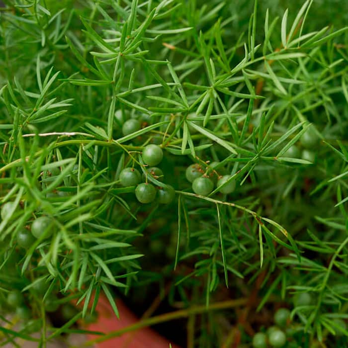 Насіння аспарагусу кімнатного «Спренгері» 