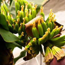 Семена банана «Тропикано»