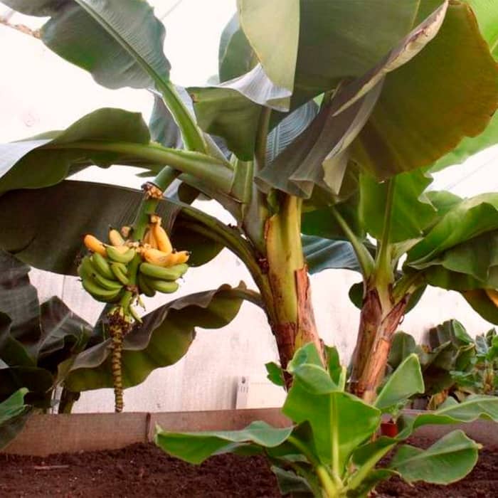 Семена банана «Тропикано»