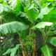Семена банана «Тропикано»
