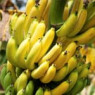 Насіння банана (1) Насіння банана (1)