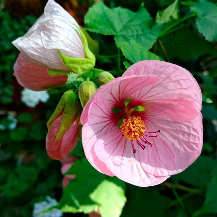 Суміш насіння абутілону «Кімнатний клен»