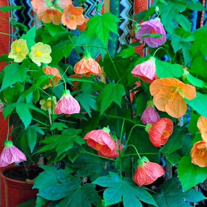 Суміш насіння абутілону «Кімнатний клен»