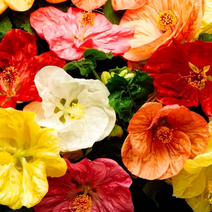 Суміш насіння абутілону «Кімнатний клен»