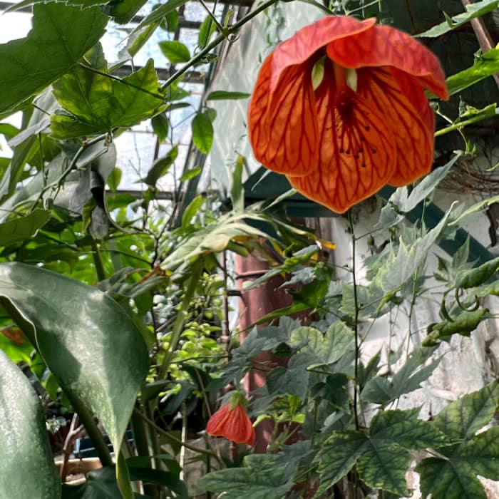 Суміш насіння абутілону «Кімнатний клен»