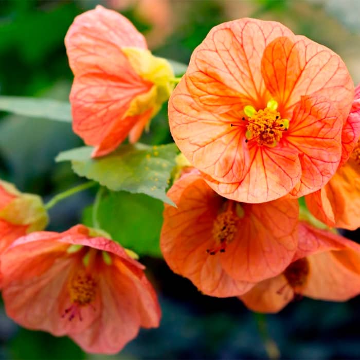 Суміш насіння абутілону «Кімнатний клен»