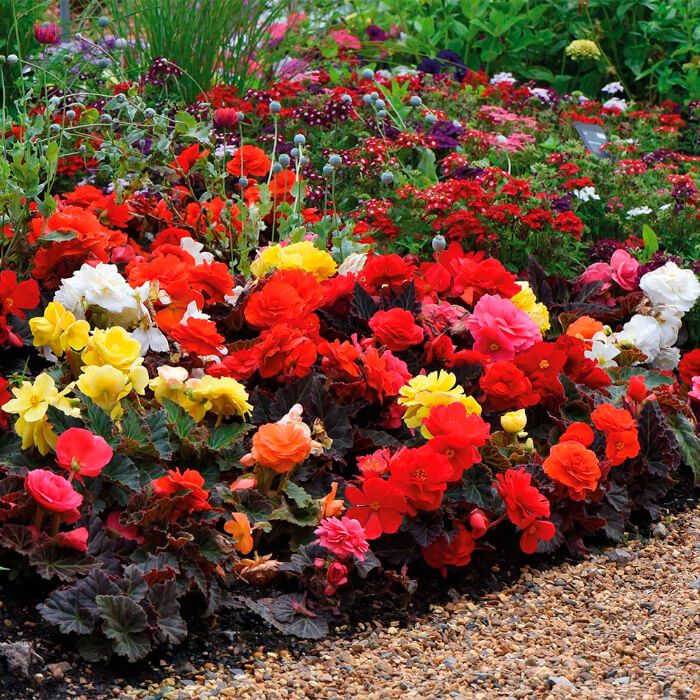 Насіння кімнатної ампельної бегонії «Шансон F1» 10 насінин