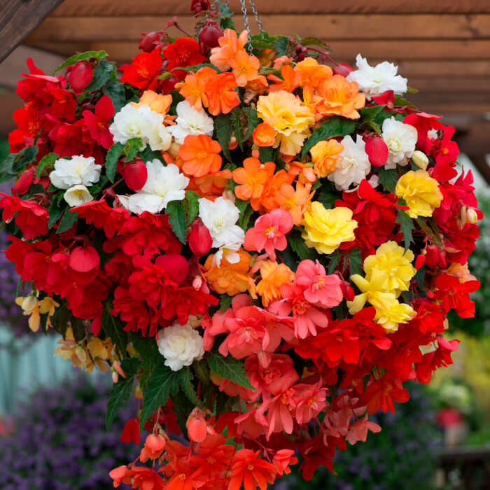 Насіння кімнатної ампельної бегонії «Шансон F1» 10 насінин