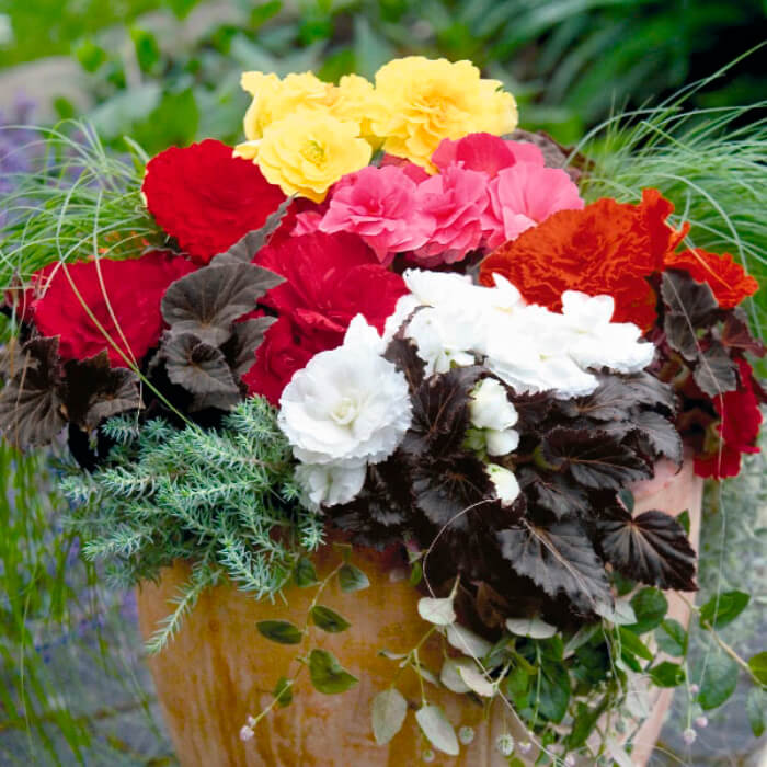 Насіння кімнатної ампельної бегонії «Шансон F1» 10 насінин