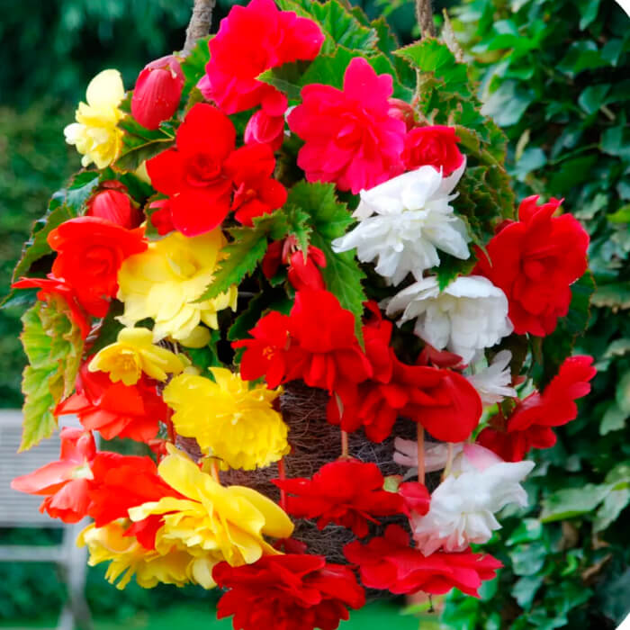 Насіння кімнатної ампельної бегонії «Шансон F1» 10 насінин