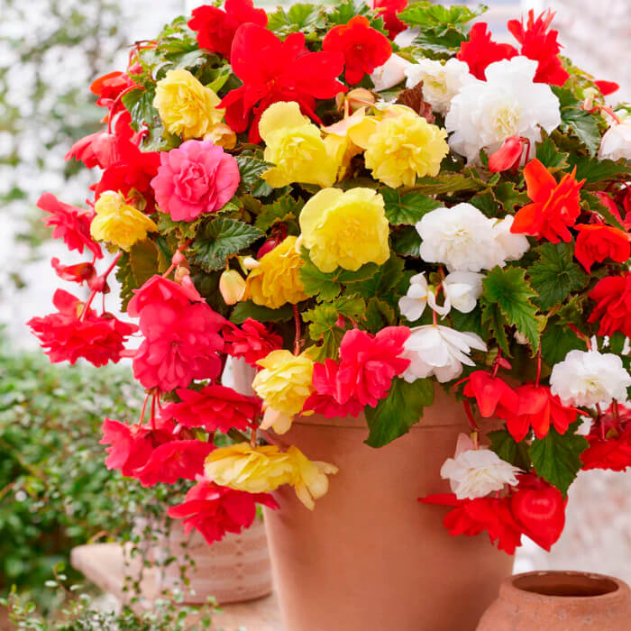 Насіння кімнатної ампельної бегонії «Шансон F1» 10 насінин