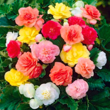 Насіння кімнатної бегонії «Роял F1» 10 насінин