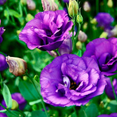 Насіння кімнатної еустоми «Розі Лавендер Блу F1» 5 насінин