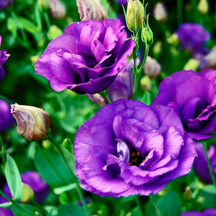 Насіння кімнатної еустоми «Розі Лавендер Блу F1» 5 насінин