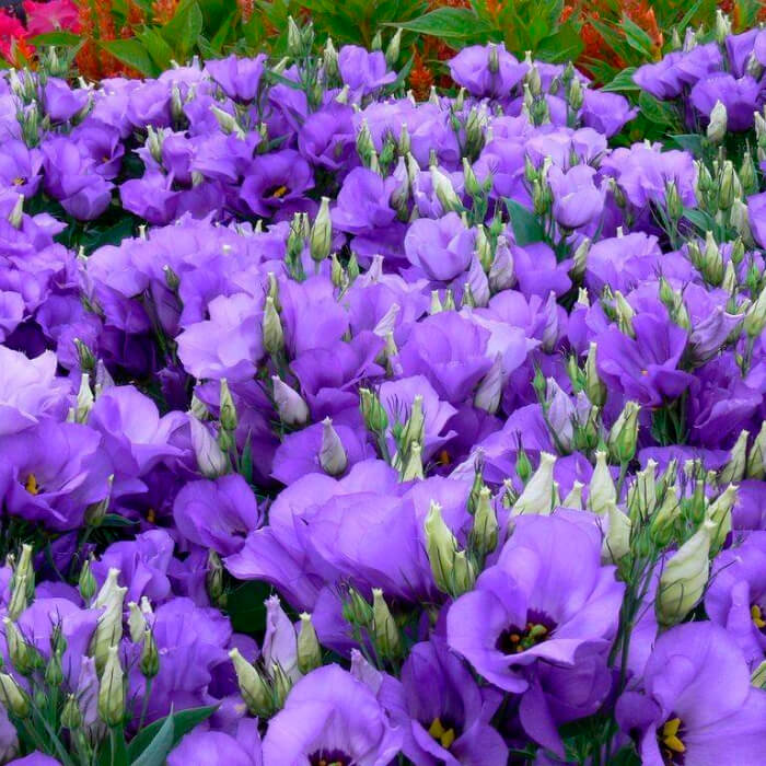 Насіння кімнатної еустоми «Розі Лавендер Блу F1» 5 насінин