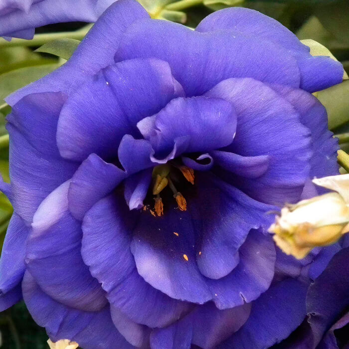 Насіння кімнатної еустоми «Розі Лавендер Блу F1» 5 насінин