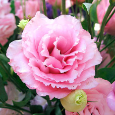 Насіння кімнатної еустоми «Розі Пінк F1» 5 насінин