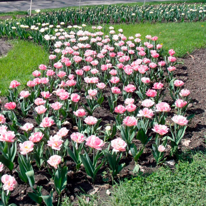 Насіння кімнатної еустоми «Розі Пінк F1» 5 насінин