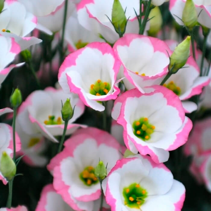 Насіння кімнатної еустоми «Сапфір Рожевий серпанок F1» 5 насінин