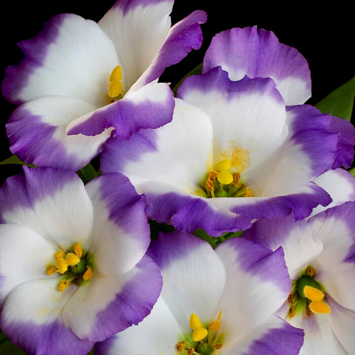 Насіння кімнатної еустоми «Сапфір Синій серпанок F1» 5 насінин