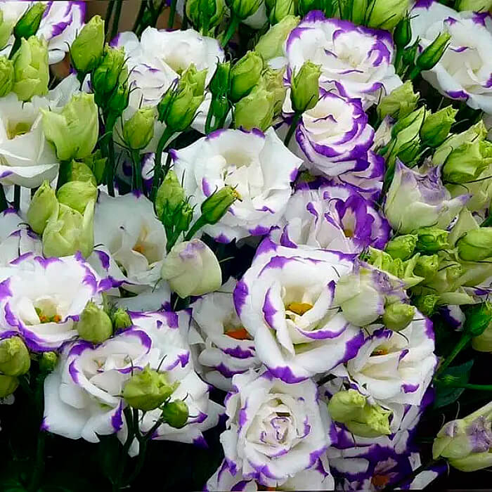 Насіння кімнатної еустоми «Сапфір Синій серпанок F1» 5 насінин