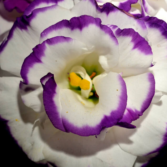 Насіння кімнатної еустоми «Сапфір Синій серпанок F1» 5 насінин