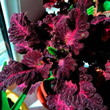 Насіння колеуса «Чорний дракон»