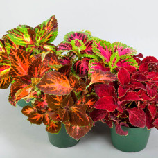 Насіння кімнатного колеусу «Візард Колор мікс» 10 насінин
