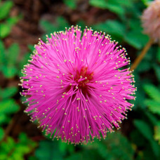 Насіння кімнатної мімози «Сором’язлива красуня» 0,2 г