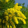 Насіння мімози (1) Насіння мімози (1)