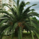 Насіння пальми фінікової «Канарська»