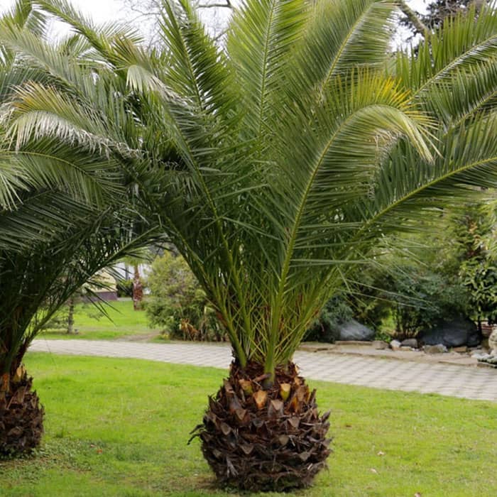 Насіння пальми фінікової «Канарська»