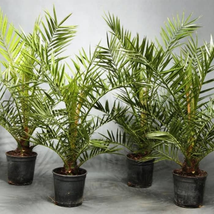 Насіння пальми фінікової «Канарська»