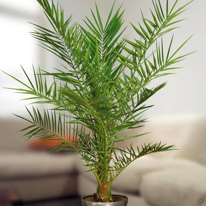 Насіння пальми фінікової «Канарська»