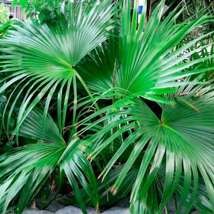 Насіння пальми китайської «Лівістона»