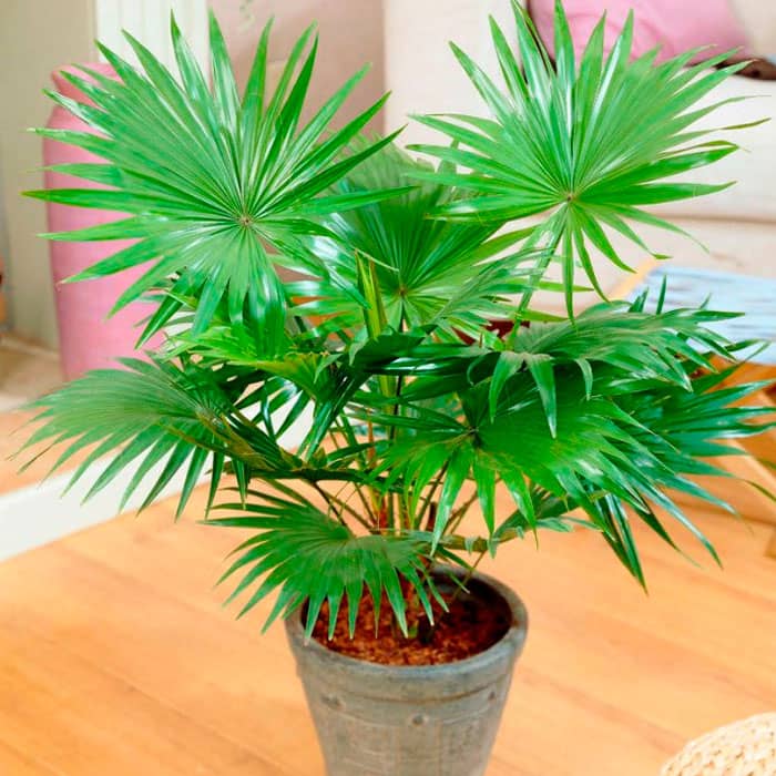 Насіння пальми китайської «Лівістона»