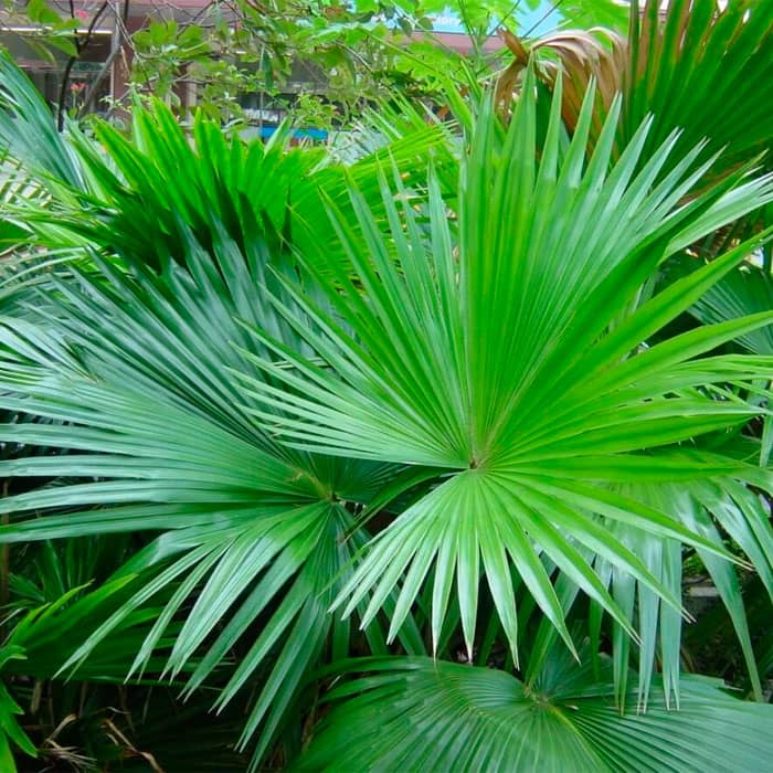 Насіння пальми китайської «Лівістона»