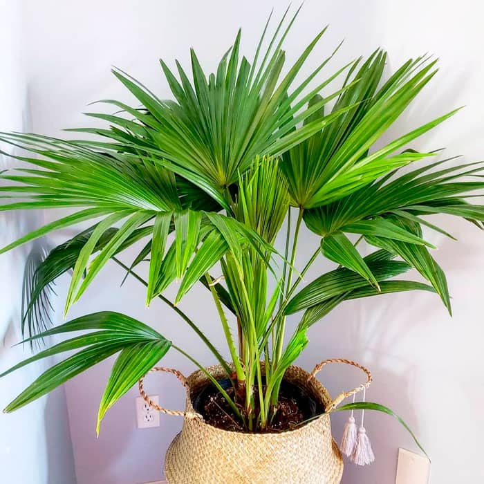 Насіння пальми китайської «Лівістона»