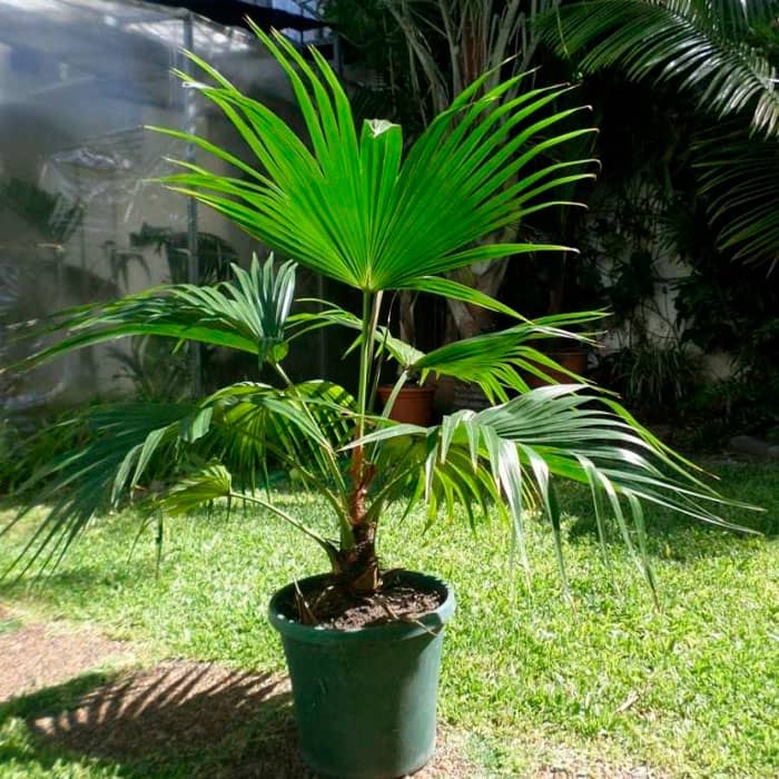 Насіння пальми китайської «Лівістона»