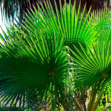 Насіння пальми віялової «Вашингтонія»