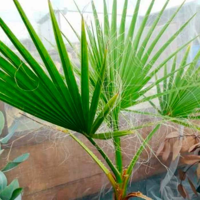 Насіння пальми віялової «Вашингтонія»