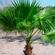 Насіння пальми віялової «Вашингтонія»