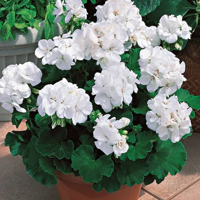 Насіння пеларгонії «Бланка F1»