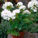 Насіння пеларгонії «Бланка F1»
