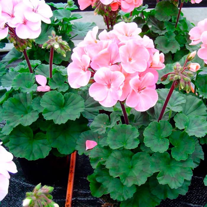 Насіння пеларгонії «Найт Еплблосом F1»