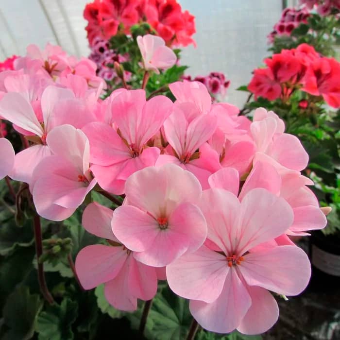 Насіння пеларгонії «Найт Еплблосом F1»