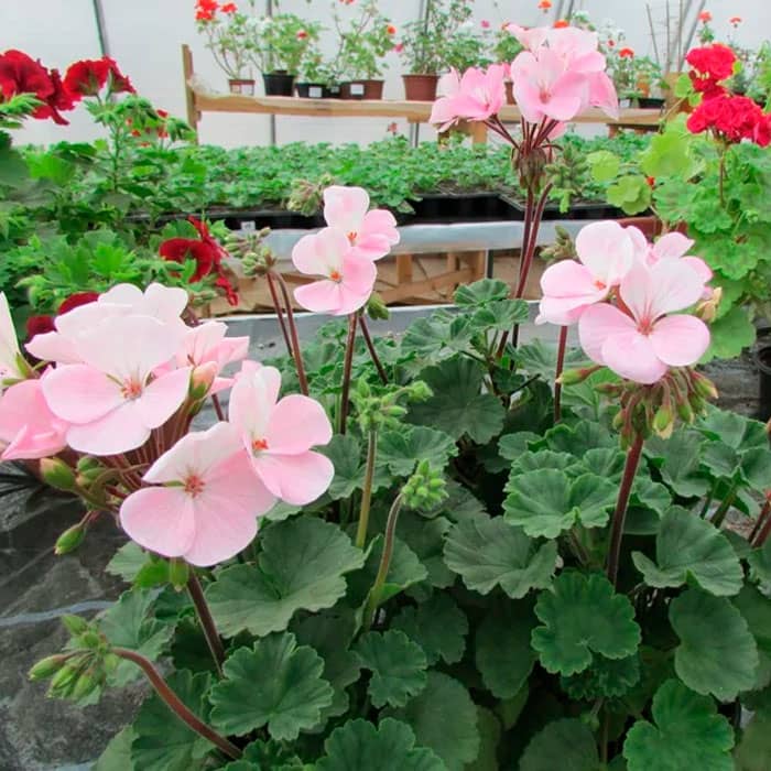 Насіння пеларгонії «Найт Еплблосом F1»