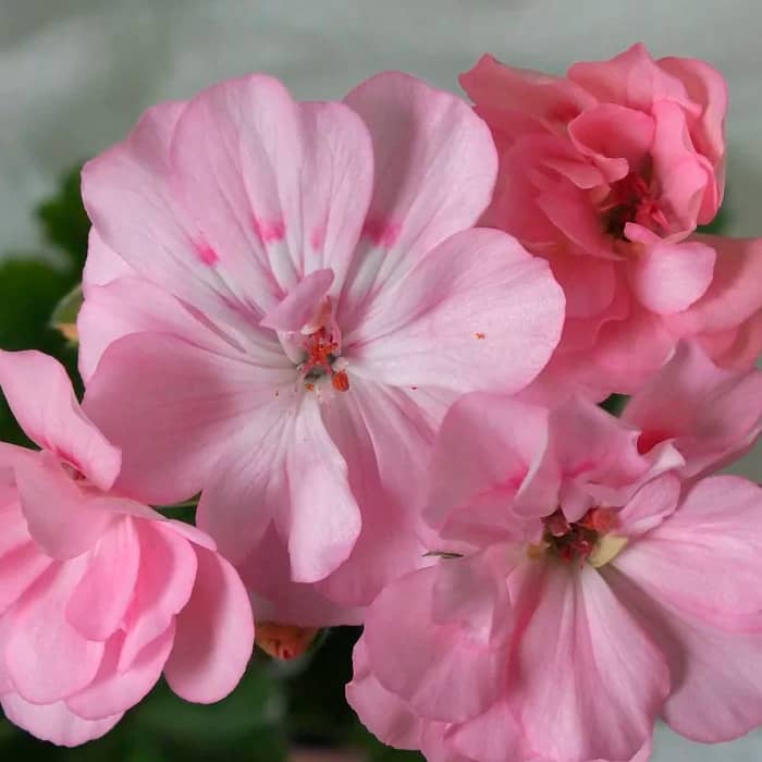 Насіння пеларгонії «Найт Еплблосом F1»